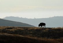WYOMING HUNTERS GAIN ACCESS TO WILDERNESS AREA