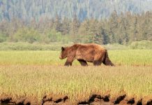US APPEALS COURT AGREES WITH GRIZZLY PROTECTION