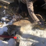 TWO MOUNTAIN LION INCIDENTS IN COLORADO