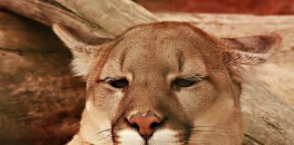 YEAR-ROUND COUGAR HUNTING SUGGESTED IN UTAH