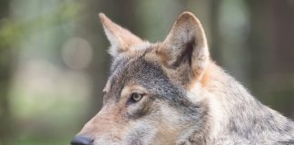 OREGON APPROVES KILL PERMITS FOR WOLVES