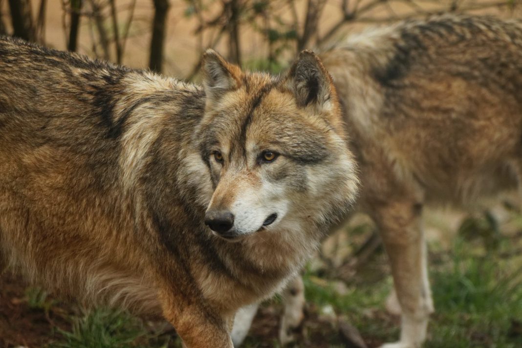 BILL ALLOWS HUNTERS TO BE PAID FOR WOLF HUNTING