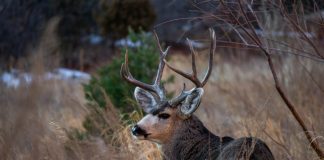 WYOMING RESIDENTS ASSIST WITH CREATING NEW CWD PREVENTION STRATEGIES