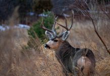 ENERGY PRODUCTION AND MULE DEER