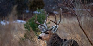 ENERGY PRODUCTION AND MULE DEER