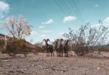 NEVADA SENDS DESERT SHEEP TO UTAH TO BOLSTER HERDS