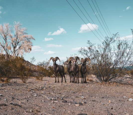 NEVADA SENDS DESERT SHEEP TO UTAH TO BOLSTER HERDS