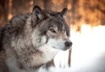 FWP COMMISSION CONSIDERS WOLF TRAPPING CHANGES