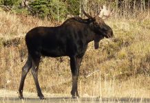 INCREASED MOOSE PERMITS IN NEW ENGLAND TO REDUCE TICK NUMBERS