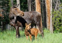 COW MOOSE PROTECTS HER YOUNG FROM A RUNNER