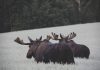 RARE BULL MOOSE SPOTTED