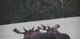 RARE BULL MOOSE SPOTTED
