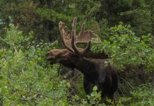 WYOMING MOOSE APPLICATION DEADLINE APPROACHES