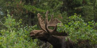 WYOMING MOOSE APPLICATION DEADLINE APPROACHES