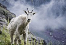 MOUNTAIN GOATS BEING EVICTED