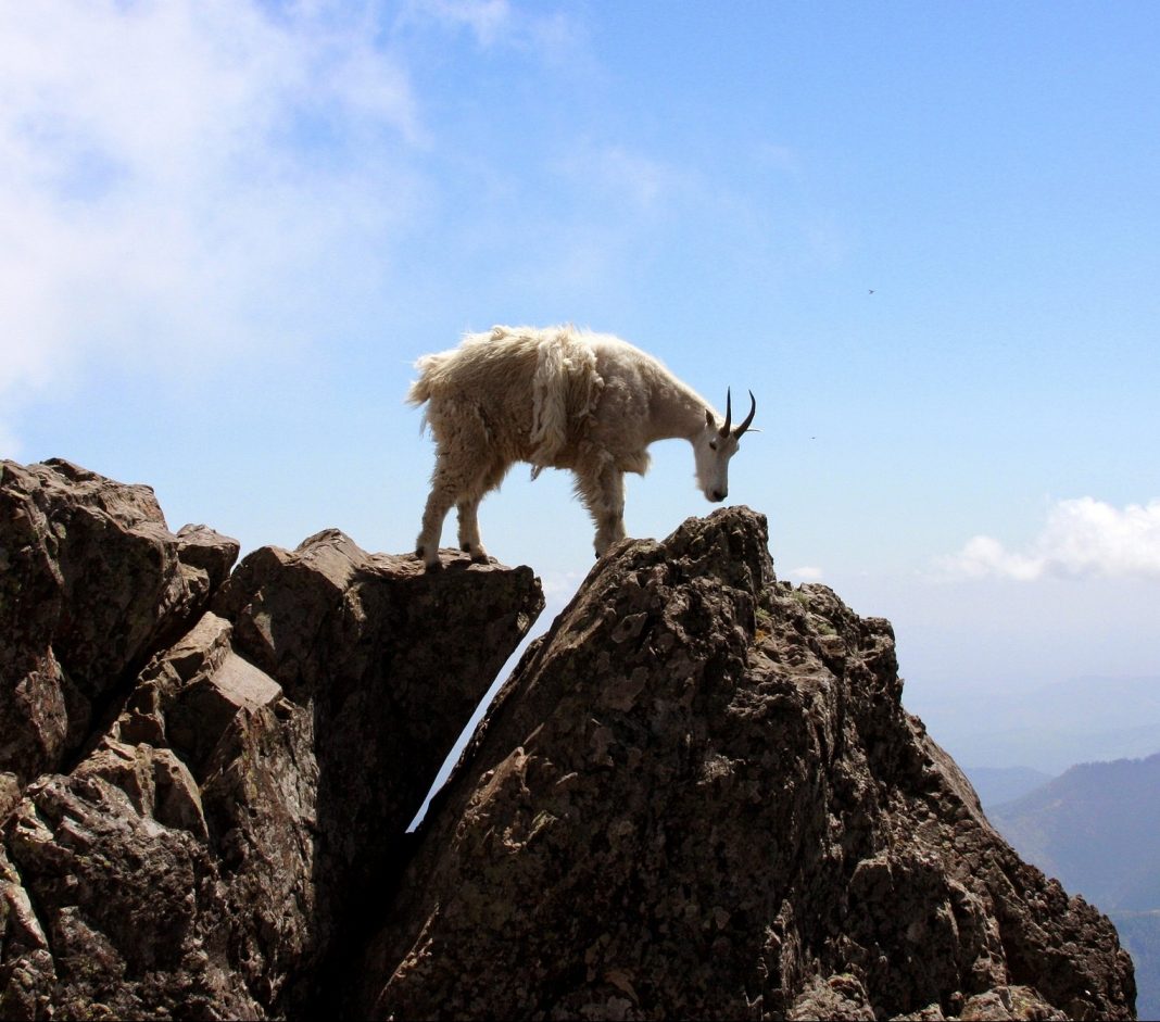 NATIONAL PARK RESUMES MOUNTAIN GOAT CULLING