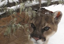 YELLOWSTONE COUGAR'S DIETS