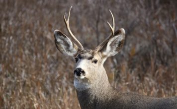 DEER TEST POSITIVE FOR CWD IN THREE NEW AREAS