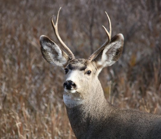 DEER TEST POSITIVE FOR CWD IN THREE NEW AREAS