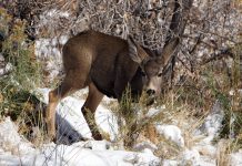 IDAHO LIMITS NONRESIDENT HUNTING OPPORTUNITIES