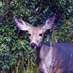 COMMISSION MOVES FUNDING TO MULE DEER HERDS