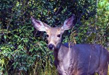 COMMISSION MOVES FUNDING TO MULE DEER HERDS