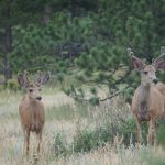 CHANGES TO 2023 ARCHERY HUNTING