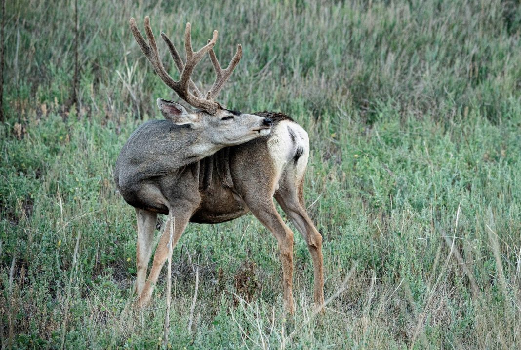 MEETINGS SCHEDULED FOR CWD MANAGEMENT FOR BIG HORN BASIN