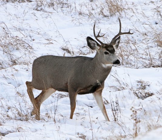 CHRONIC WASTING DISEASE PLAN APPROVED IN WYOMING