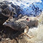 BUCK LEFT TO WASTE IN LINCOLN COUNTY