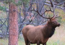 Nebraska Rancher Gets Depredation Permit to Kill 50 Elk