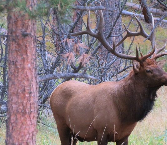 Nebraska Rancher Gets Depredation Permit to Kill 50 Elk