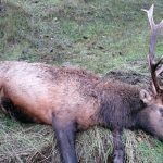 OREGON RESIDENTS CHARGED WITH POACHING ELK & DEER