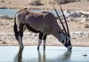 ORYX NUMBERS ON THE RISE