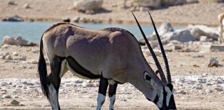 ORYX NUMBERS ON THE RISE