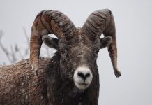 NDGF PLANS TO REPLACE BIGHORN SHEEP HERD IN SOUTHERN BADLANDS