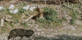 COLORADO OBTAINS AUTHORITY OVER WOLVES