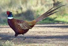 UPLAND GAME BIRD REGULATIONS RELEASED