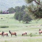 COW ELK FOUND POACHED AND DOMESTIC COW SHOT
