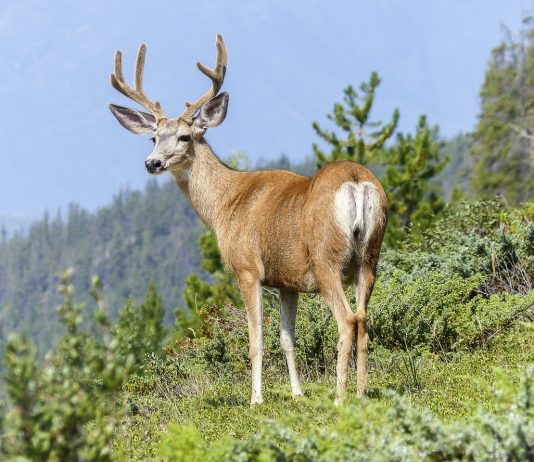 IDAHO REPORTS TWO NEW CWD CASES