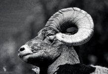 ZION BIGHORN SHEEP
