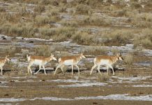 DEADLY WINTER WYOMING PRONGHORN