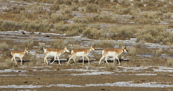 DEADLY WINTER WYOMING PRONGHORN