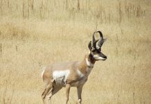 POPE & YOUNG WORLD RECORD PRONGHORN