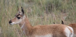 COMMENTS SOUGHT ON IDAHO PRONGHORN PLAN