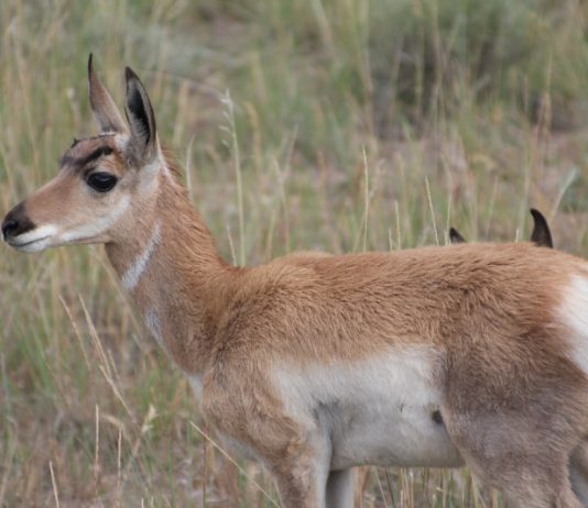 COMMENTS SOUGHT ON IDAHO PRONGHORN PLAN