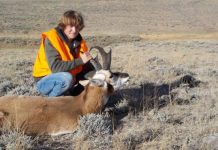 PRONGHORNS AND KIDS