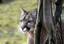 ATTACKING COUGAR FOUND