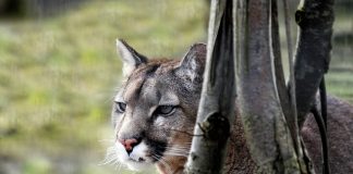 ATTACKING COUGAR FOUND