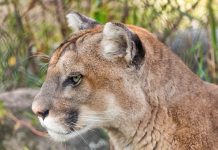 CPW AIRS EDUCATIONAL VIDEOS ABOUT COUGARS